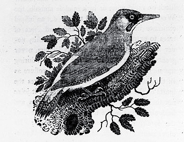 Fig. 3 : Thomas Bewick, « Woodpecker », A History of British Birds, 1797 